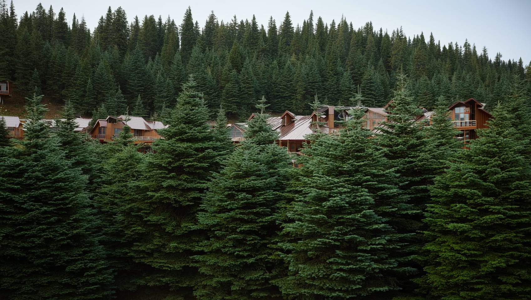 Row of cedar cabins along the treeline on a sunny day